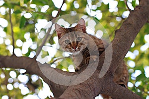 Gato sobre el un árbol 