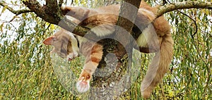 Cat in a tree