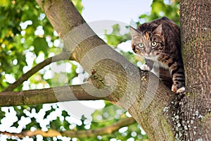 Cat on a tree