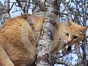 Cat in a tree