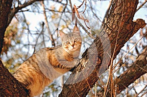 Cat In a Tree