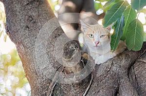 Cat on tree