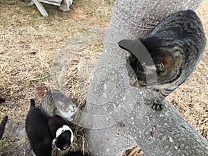 Cat on a tree