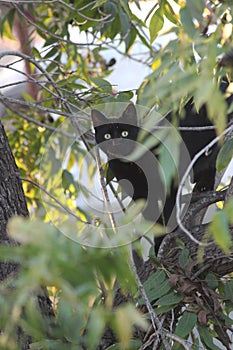 Cat on a tree