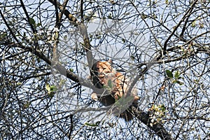 Cat On A Tree Branch On A Spring Morning