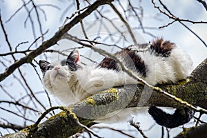Cat on a tree among the branches looking for prey