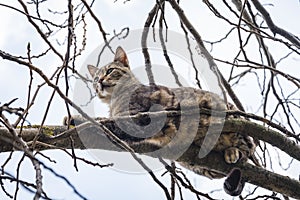 Cat on a tree among the branches looking for prey