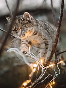 Cat on the tree with Christmas lights