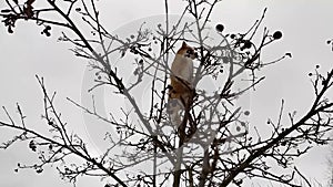 The cat on the tree. Ginger tabby cute kitten sits on a branch of mountain ash in autumn  spring. The cat hunts for birds  sitting