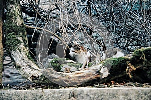 A cat in the tree, hunter animal, mammal