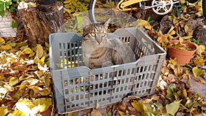 Cat with tree leaves photo