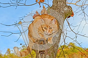 Cat in a Tree Looking For Prey