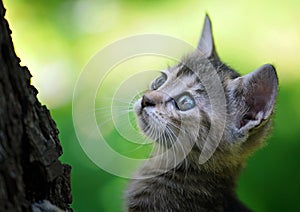 Cat in a tree looking up