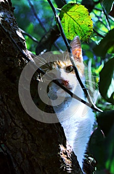 Cat in a tree photo
