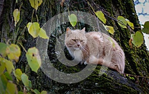 A cat on the tree at rainy day in summer time