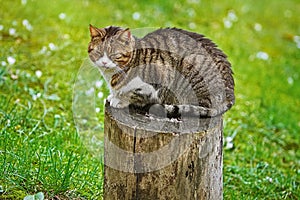 Cat on a Tree Stump