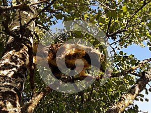Cat tree summer day