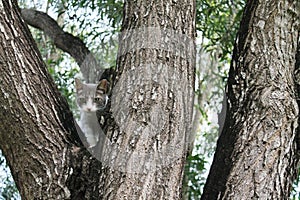 Cat in treetop