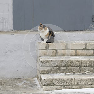 Cat with a tri-color coat on the concrete stairs.