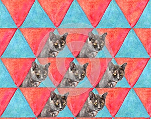 Cat on triangles multicolored background. Duplicate the grey female cat in the picture. Watercolor and photo as pop art style for photo