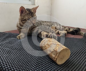 Cat tries to sharpen a nail on a piece of wood