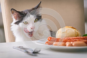 Cat tries to steal food from the table