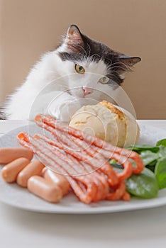 Cat tries to steal food from the table