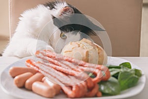 Cat tries to steal food from the table