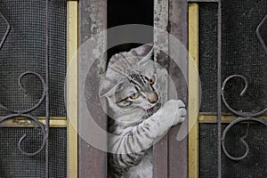 Cat try to esape outside.