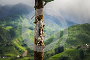 Cat trying not to fall from tree