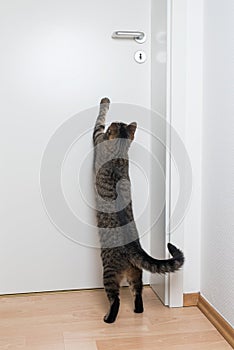 Cat trying to open the door