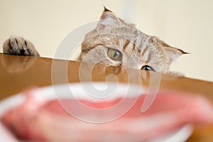 Cat trying to steal raw meat from kitchen table photo
