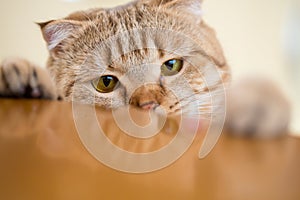 Cat trying to steal something from table