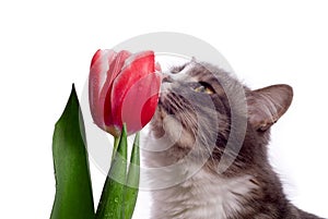 Cat with tulip