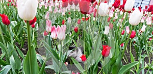 Cat tulips flowers animal in nature