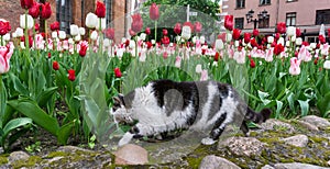 Cat tulips flowers pet garden