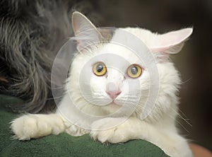 Cat-turkish van breed img