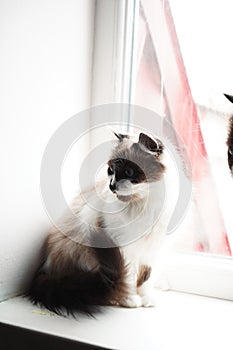 The cat turns its face away from the photo frame. The soft plush fur of the Neva Masquerade cat attracts attention. Its photo