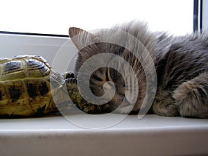 Cat & turtle