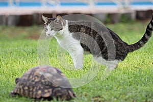 A cat and a turtle