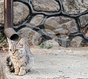A cat with two eye colors