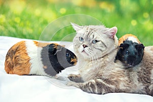 Cat with two guinea pigs in the garden