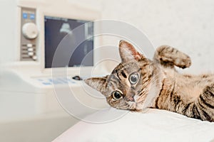 Cat on ultrasound scan