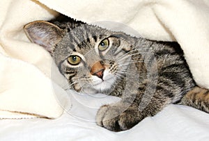 Cat under a blanket