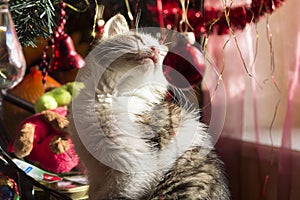 Cat under Christmas Tree