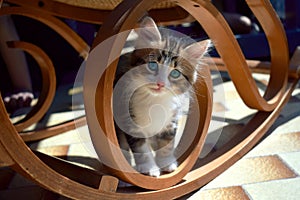 Cat under a rocking chair