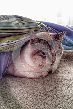 Cat under sheets photo