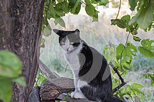 A cat under a tree is waiting for prey