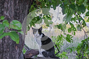 A cat under a tree is waiting for prey