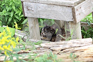 Cat under a wooden stool